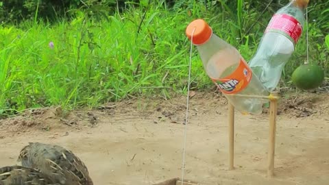 The best underground Quail Trap using Cardboard and plastic bottle #shorts #diytrap