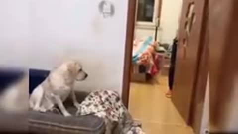 Cute dog funny quality video