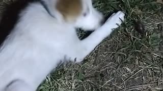 Puppy vs Bug