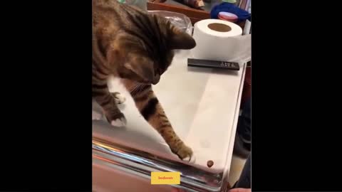 Funny cat video playing with her loved ones😍😍