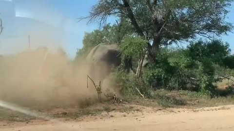 Two Elephant bulls fights