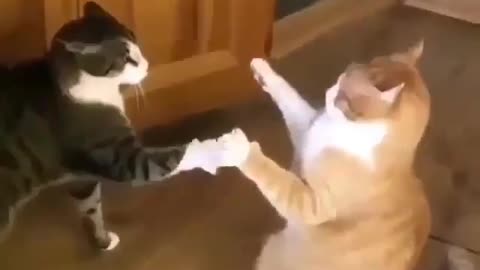 Funny cats,funny videos, Part 10 .oohh yess