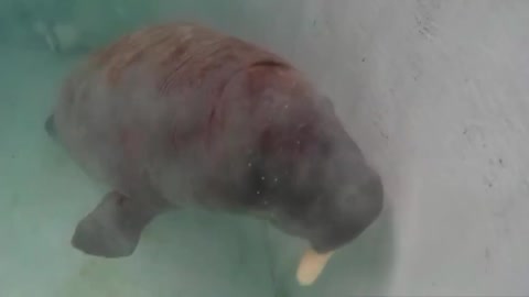 Watch Rescued baby manatee chases tasty banana around enclosure