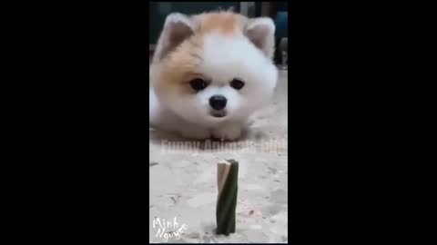 CUTE PETS SERIES: PUPPY SO CUTE