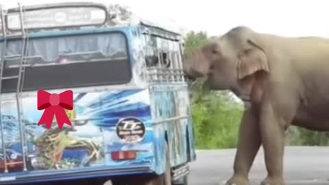 Elephant attack passengers bus