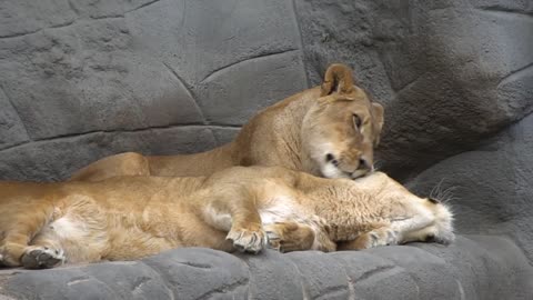 TWO LIONS AT THE ZOO