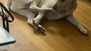 Lab Confused by Twitchy Foot