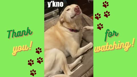 Funny Dogs Reacting Hilariously