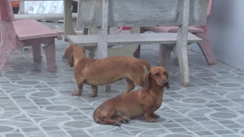 How Dachshund Dogs React When Seeing Stranger - Running, Barking?