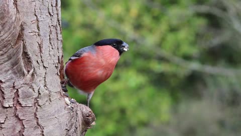 Bullfinch Male bird