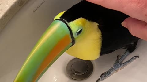 Toucan Purrs When Petted