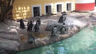 Penguins taking a dip in the water.