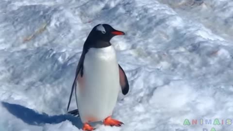 Penguin bird