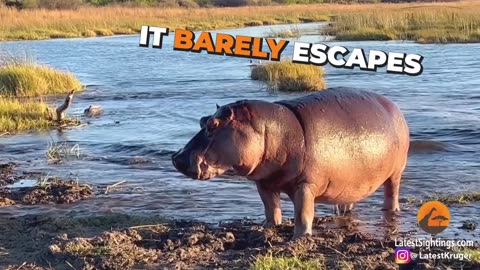 Hippo Attacks Lions Crossing the River