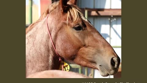 Meet WSFF's South Steens Sly Charlotte