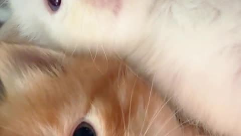 Cute cat video