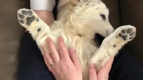 Belly scratches