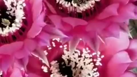 Beautiful blooming echinopsis from South America