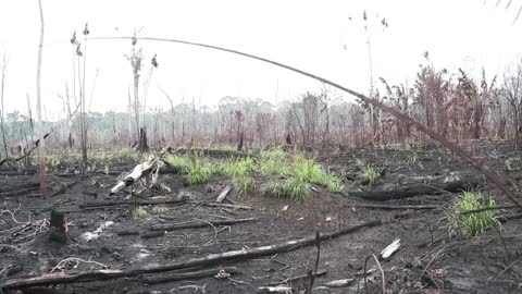 La Amazonía brasileña y un nuevo récord de incendios forestales [Video]