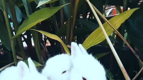 Little bunnies love to play.