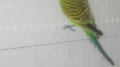 Beautiful bird singing beautifully❤️