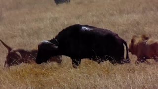 The lion attacked the buffalo very violently