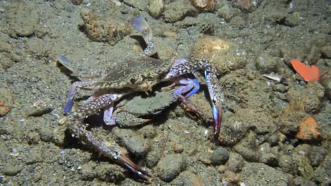 Crab Piggyback Ride