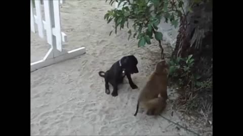 dog and monkey play