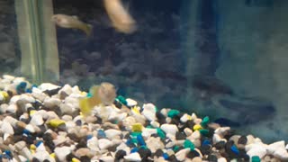 My fishes