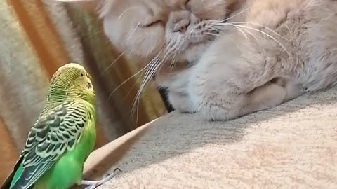 Кот и птица, милые животные #240