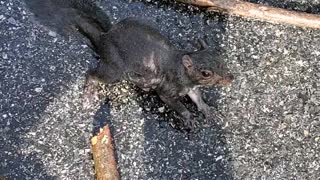 Squirrel Saved from Full Rain Bucket