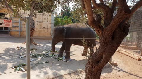 An elephant plays with a tree branch