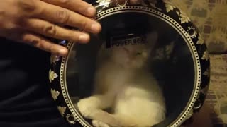 Cute Kitten Sneaks Into Drum!