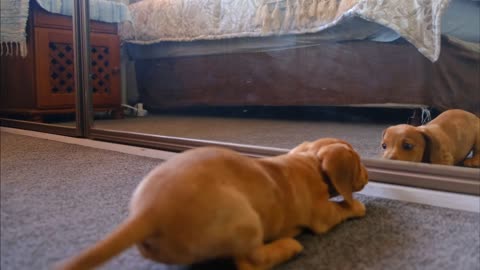 Cute puppy sees reflection in the mirror and plays.