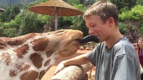 Funny videos of babys meeting animals DEC 2021