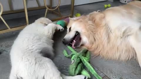 Puppy Plays with Golden Retriever