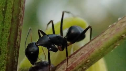 Some ants is looking for some food on a twig part 2