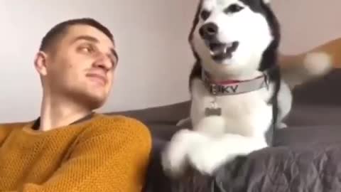 Husky Showing Attitude to His Owner