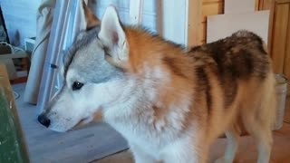 Husky demands that he be allowed to walk