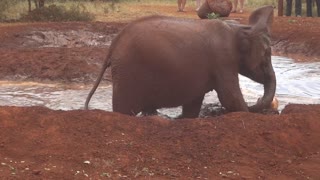 Baby elephant plays soccer in a water hole