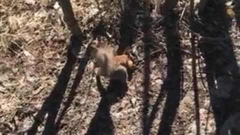 Hungry squirrels from Siberia