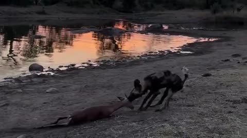 Deadly Feast: Impala Dragged from River👀😯