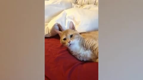 Cute cat 🐈 😻 funny video 😂😂