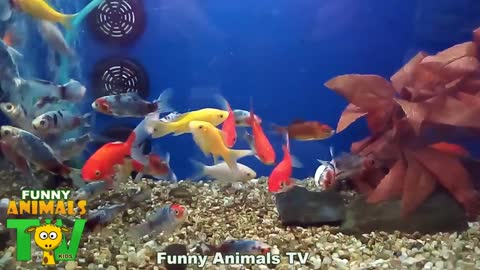 AQUARIUM WITH COLORFUL FISH Aquarium with colorful fishes - Fun Animals Tv Kids