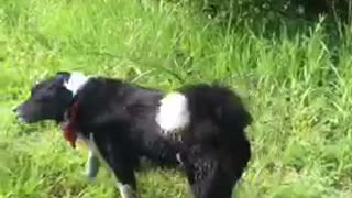Black dog has stick stuck on tail on grass trail