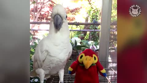 Funny Cockatoo Bird Videos That'll Make You Chuckle