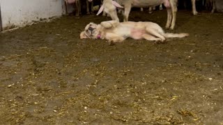 Dog Loves Attention From Sheep