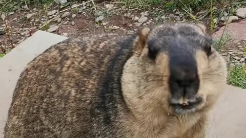 30 A big fat man #Internet celebrity groundhog #marmot