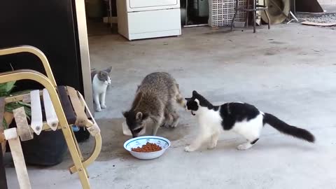 Funny Raccoon Steals Cat Food