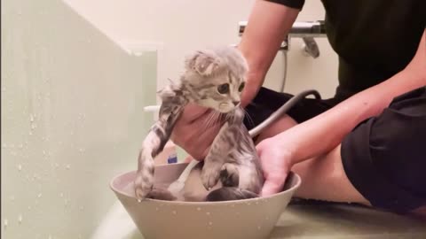 Luna, a kitten who became smaller after taking a bath for the first time